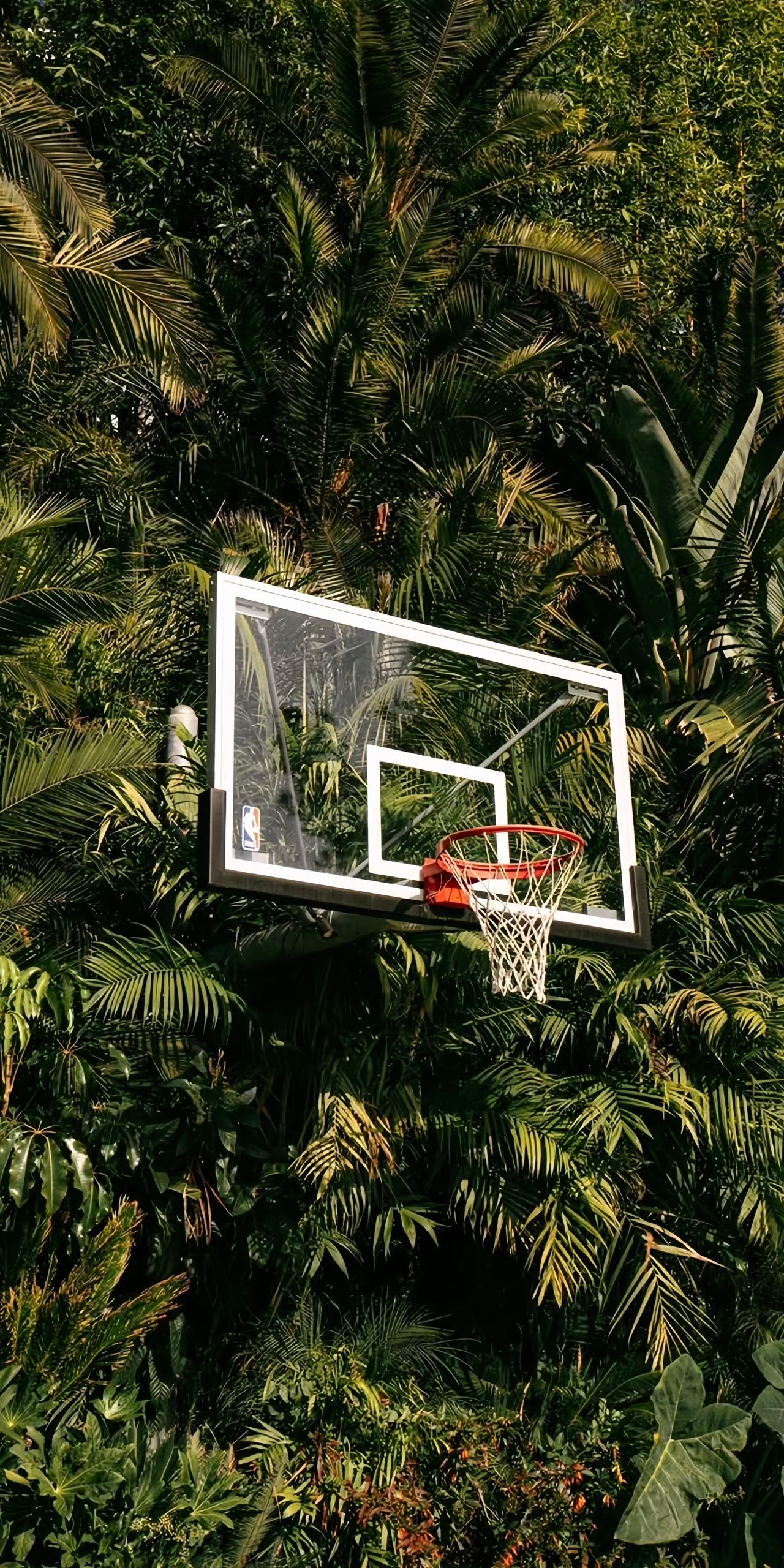 Basketball Hoop in Nature Wallpaper