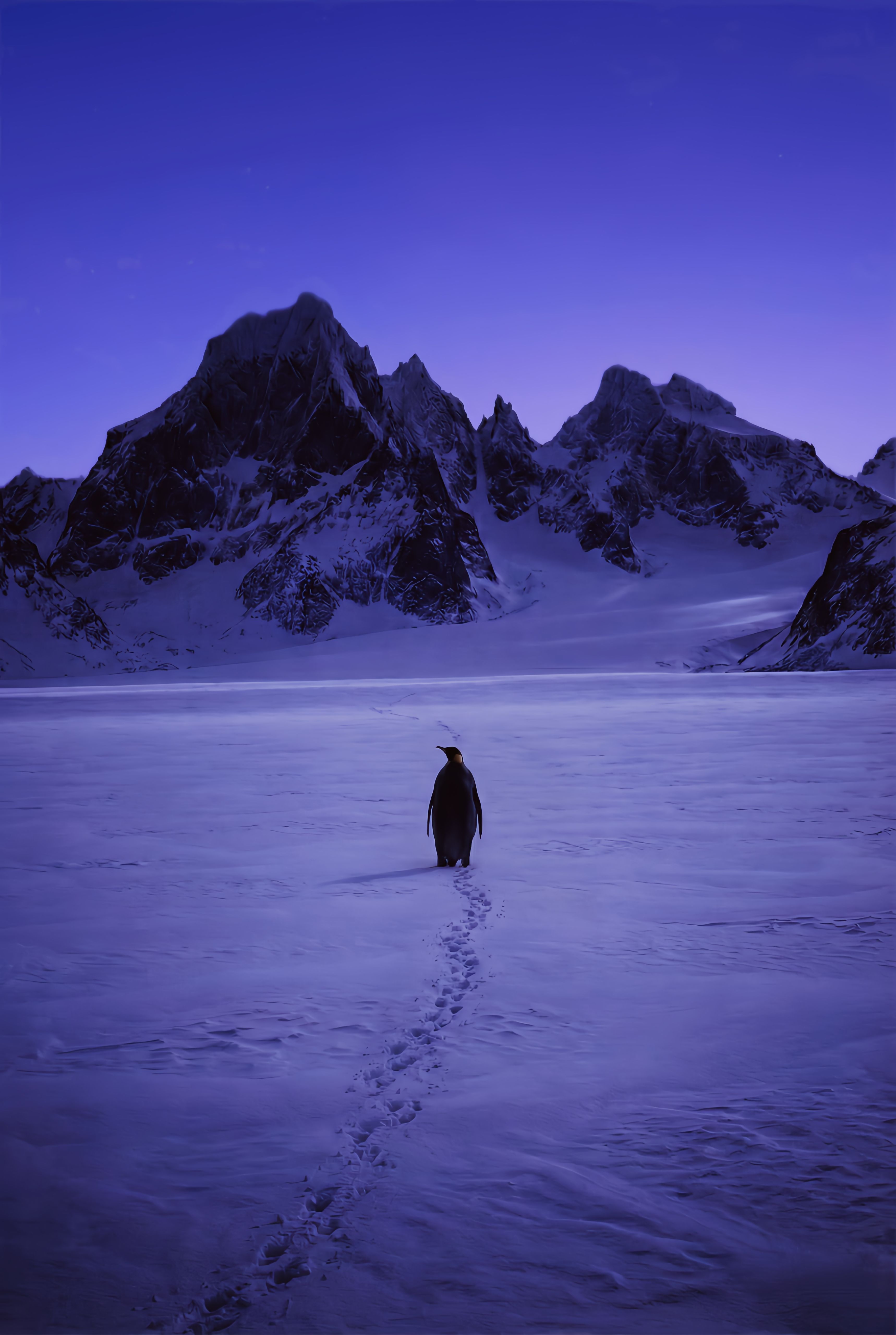 But Why Lone Penguin Dusk Wallpaper