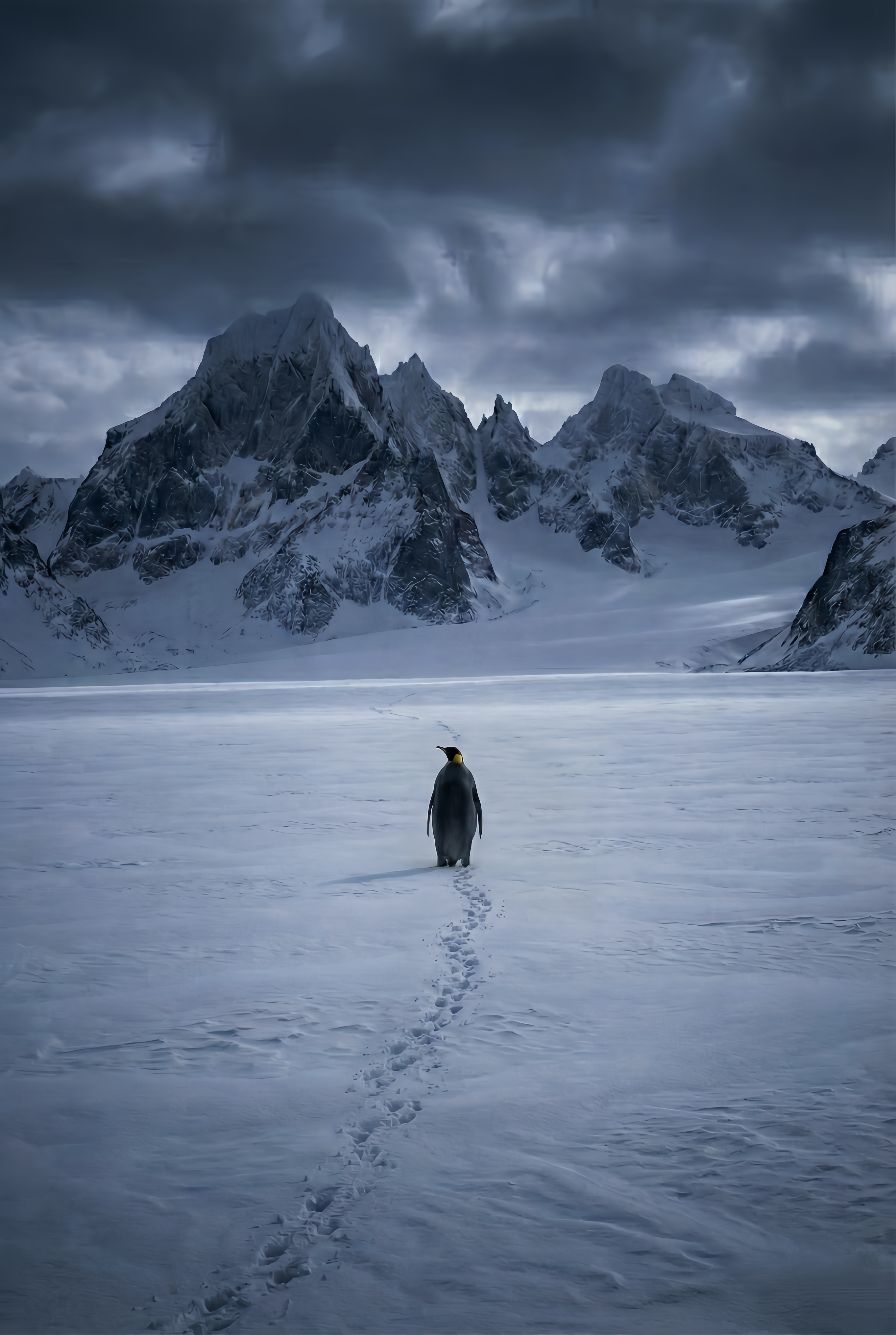 But Why Lone Penguin Existential Wallpaper